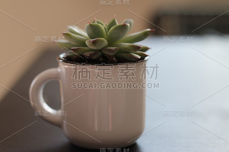 cute succulent in a coffee mug