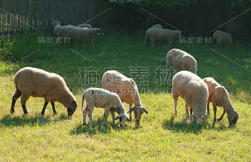 不同种族的绵羊