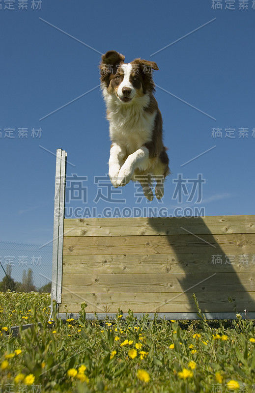 澳大利亚牧羊犬正在越过外面的木栅栏