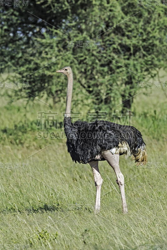 普通鸵鸟(Struthio camelus)，或简单的鸵鸟，是一种大型的不会飞的鸟类，原产于非洲。坦