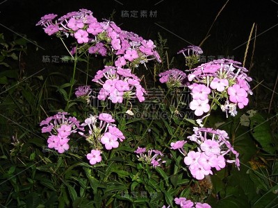 美丽娇艳、色彩鲜艳的花朵盛开着