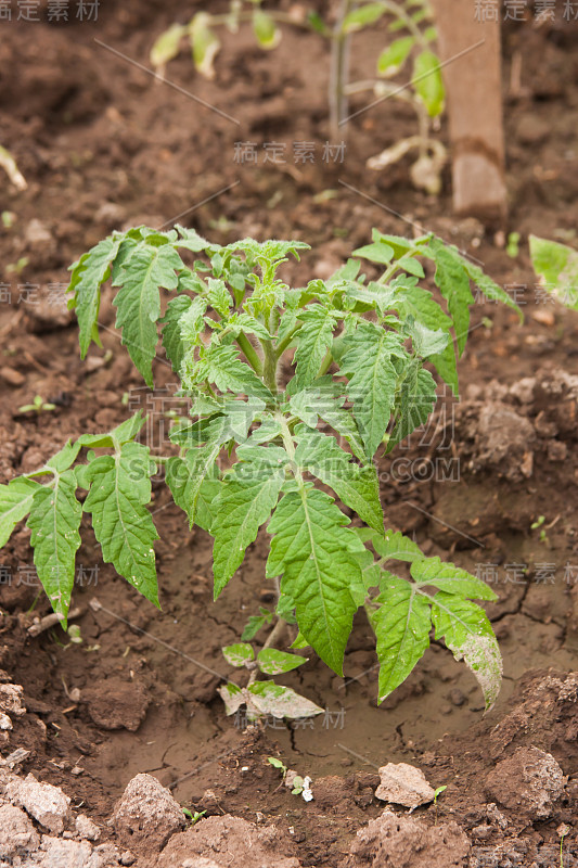 苗圃移植西红柿