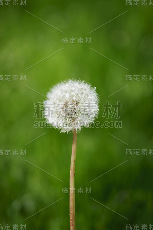 蒲公英
