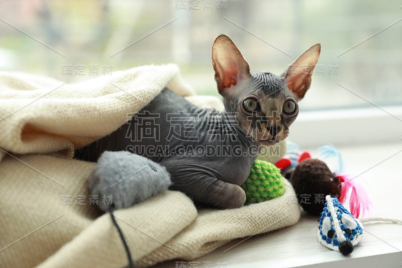 可爱的Sphynx小猫在家里窗户附近玩玩具。小动物