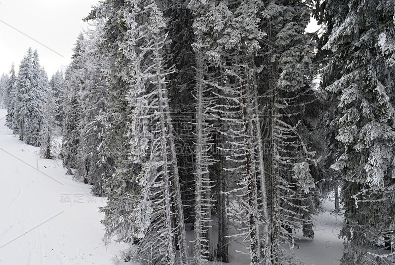 冷杉树下的雪