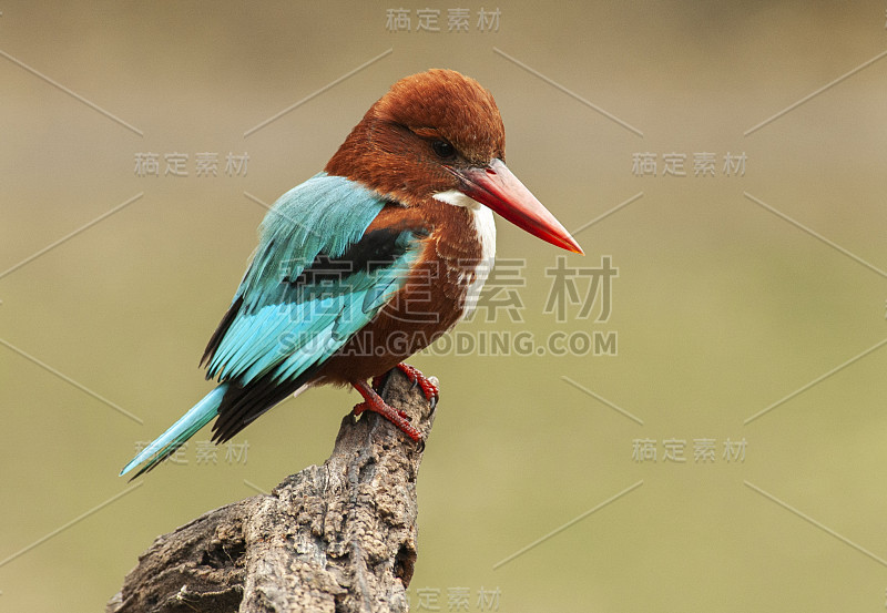 白喉翠鸟(翡翠smyrnensis fusca)