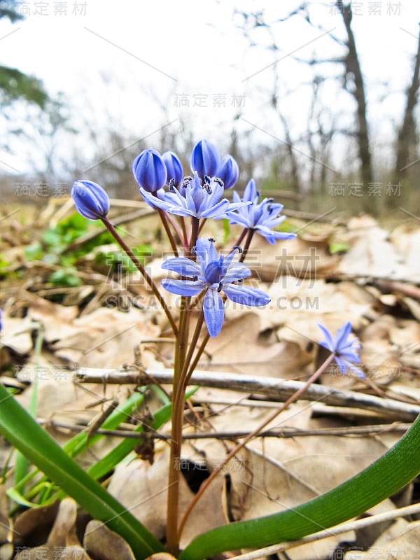 森林里的蓝锡拉