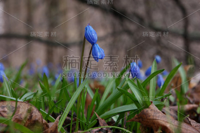 雪花莲蓝色