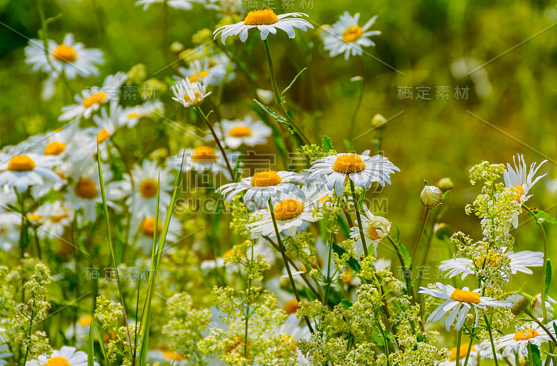 夏日的林间空地上，有洋甘菊、缬草、覆盆子和其他野花。