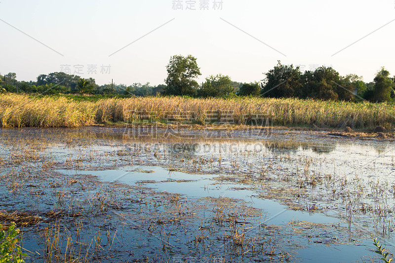 沼泽景观