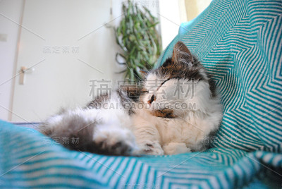 猫打盹