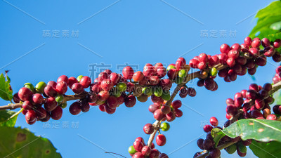 新鲜的红咖啡豆背景。有机咖啡种植园里的阿拉比卡咖啡浆果