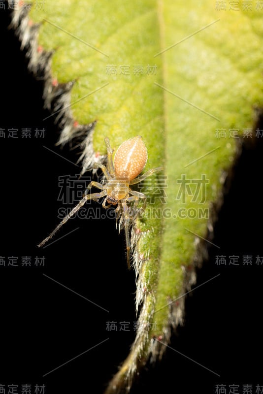 蜘蛛在塞米恩，埃塞俄比亚，非洲野生动物