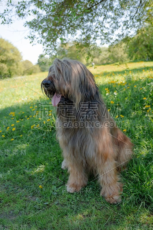 一只红色的牧羊犬，荆棘正在春天的草地上玩耍。