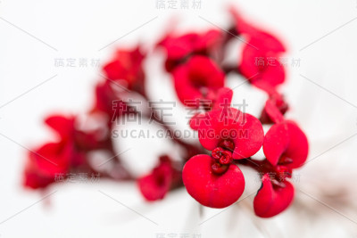 红色的花