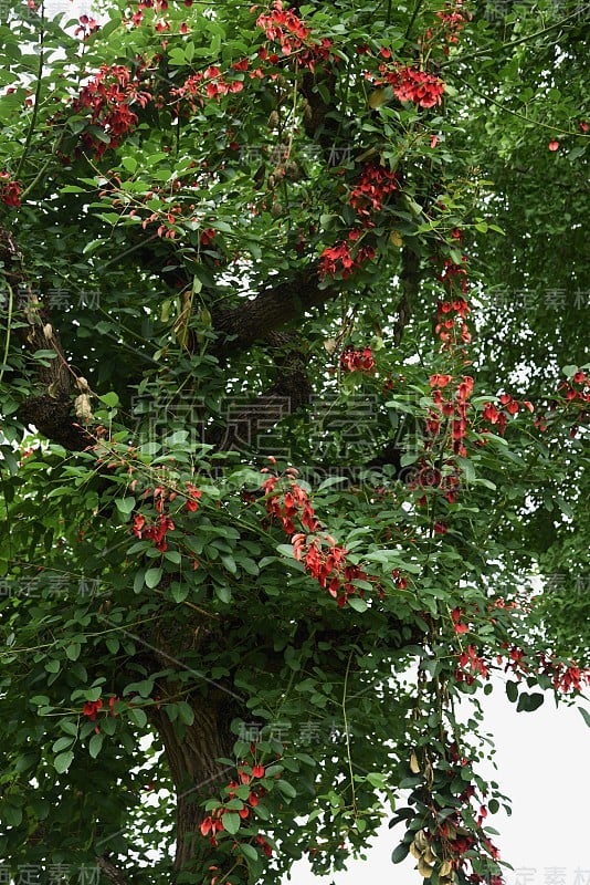 鸡距珊瑚树