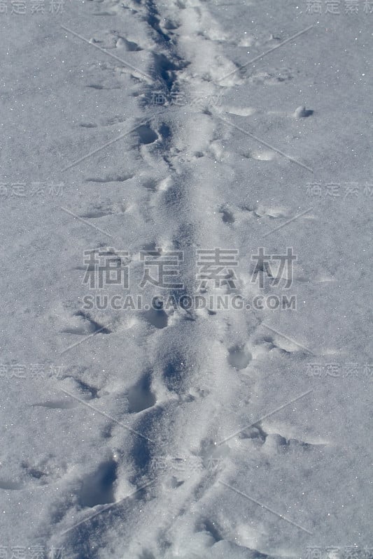 雪地上的脚印是阿德利企鹅爬上去的