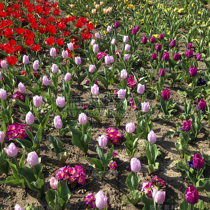 生机勃勃的春天郁金香花