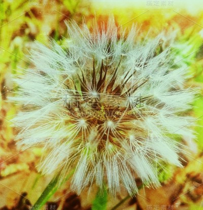花自然叶色