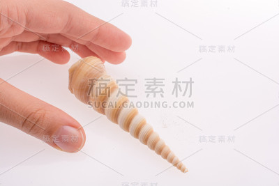 美丽的海贝壳