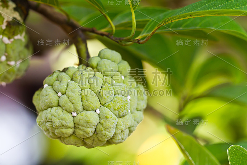 奶油苹果