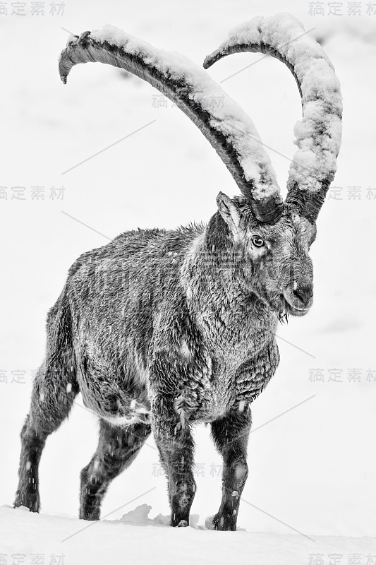 雪地里的高山野山羊(卡普拉野山羊)