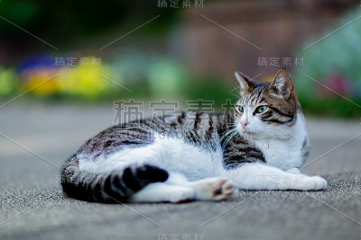 猫