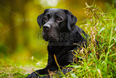 黑色湿拉布拉多