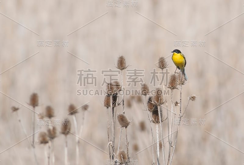 黄鹡鸰（Motacilla flava）