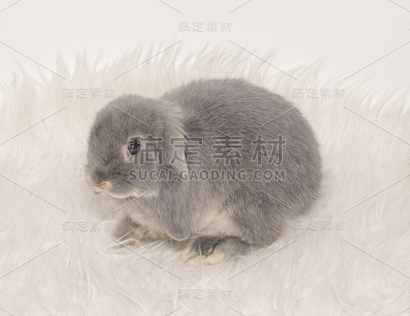 复活节兔子，可爱的灰色兔子