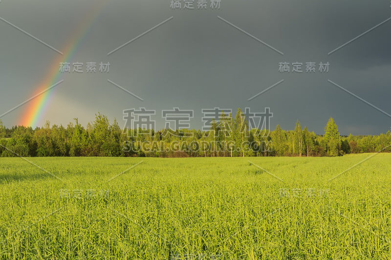 暴风雨过后，田野和森林上空出现了彩虹