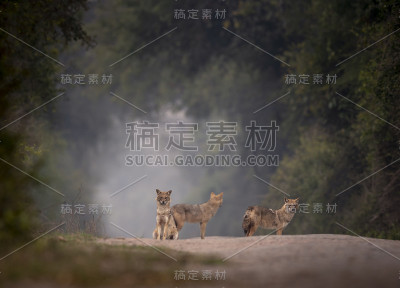 印度金豺-三个火枪手