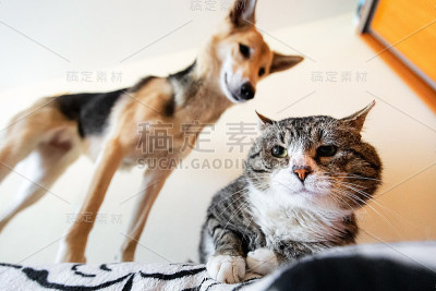 安静的老猫躺在家里的床上