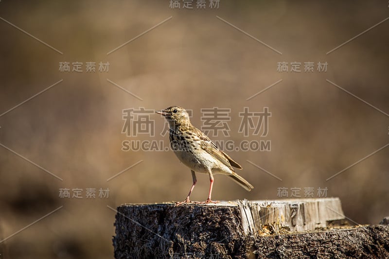 春天的森林空地上画眉发出的优美歌声。