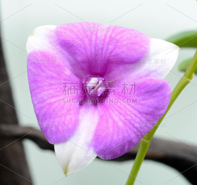美丽的紫色兰花
