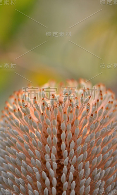 花蕊的特写，锯齿花蕊，花序，变形科。