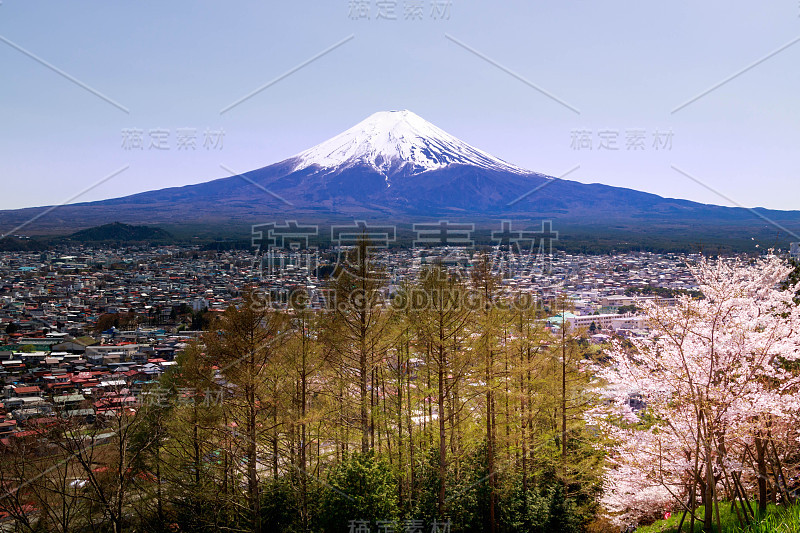 樱花盛开的日本富士山。