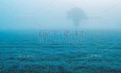 多雾草地上的一棵孤独的树。格尔德兰Achterhoek,荷兰。