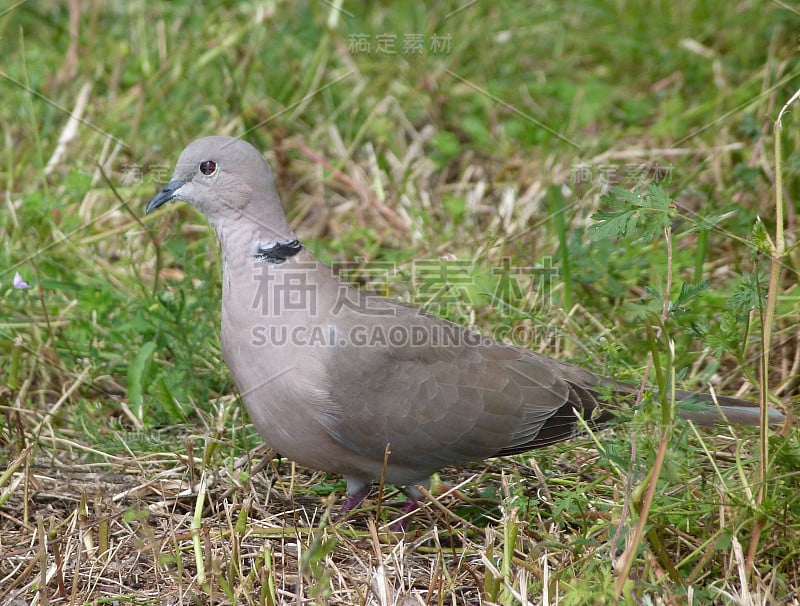 欧亚Collared-dove