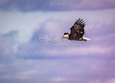 在多彩的天空中飞翔的秃鹰