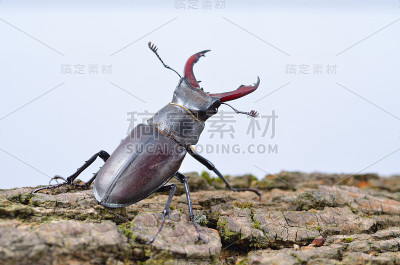 雄鹿甲虫(鹿科)