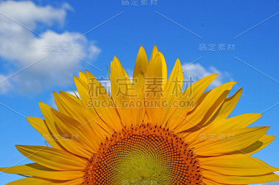 向日葵花