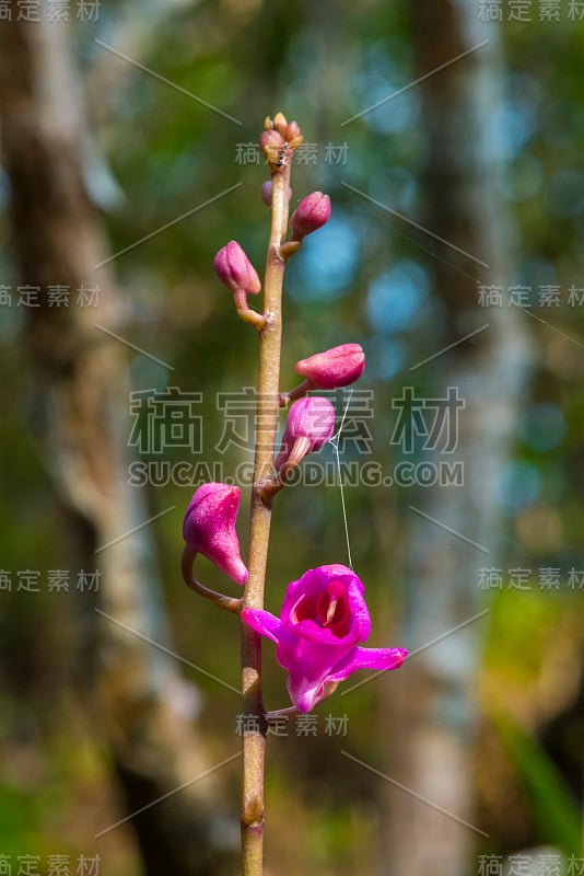 茅膏菜(Drosera)生活在沼泽昆虫粘叶子