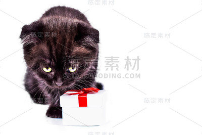 苏格兰折叠小猫玩礼盒。孤立者在白色背景上