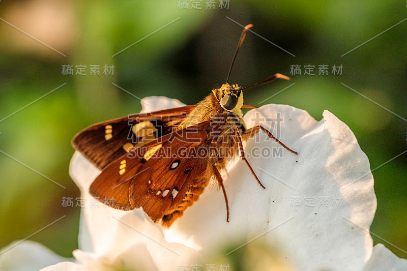 船长在花园里的一朵花上