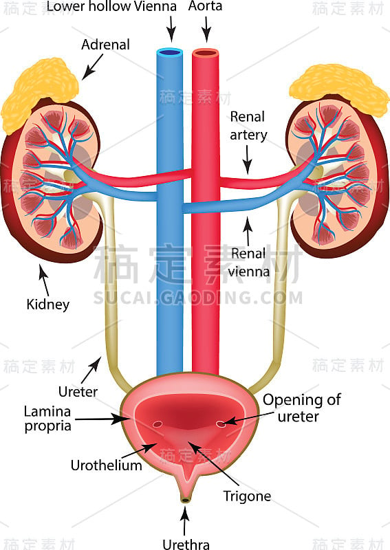 肾脏，肾上腺和膀胱的结构。信息图。矢量插图在孤立的背景