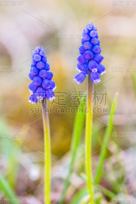 Muscari