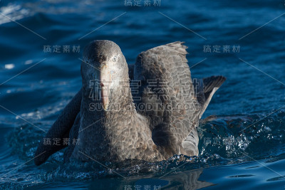 北方巨海燕——哈利巨海燕