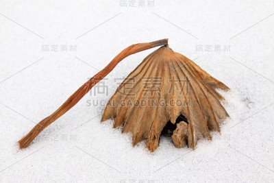 在雪地里晒干荷叶