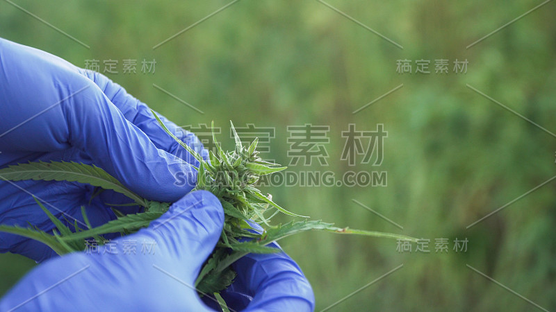 人手戴医用手套检查大麻叶和麻醉芽。